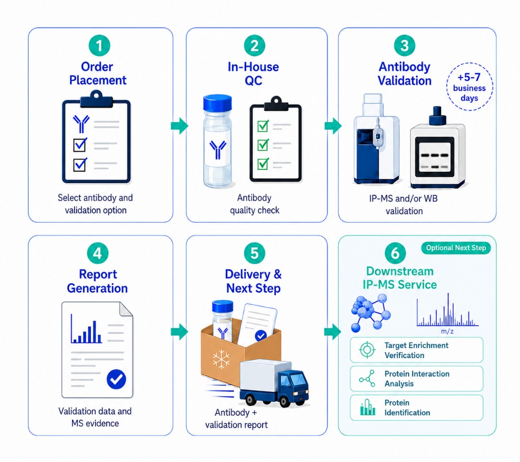 IP-MS Validated Antibodies workflow: order placement, in-house QC, antibody validation, report generation, delivery, and optional downstream IP-MS services.