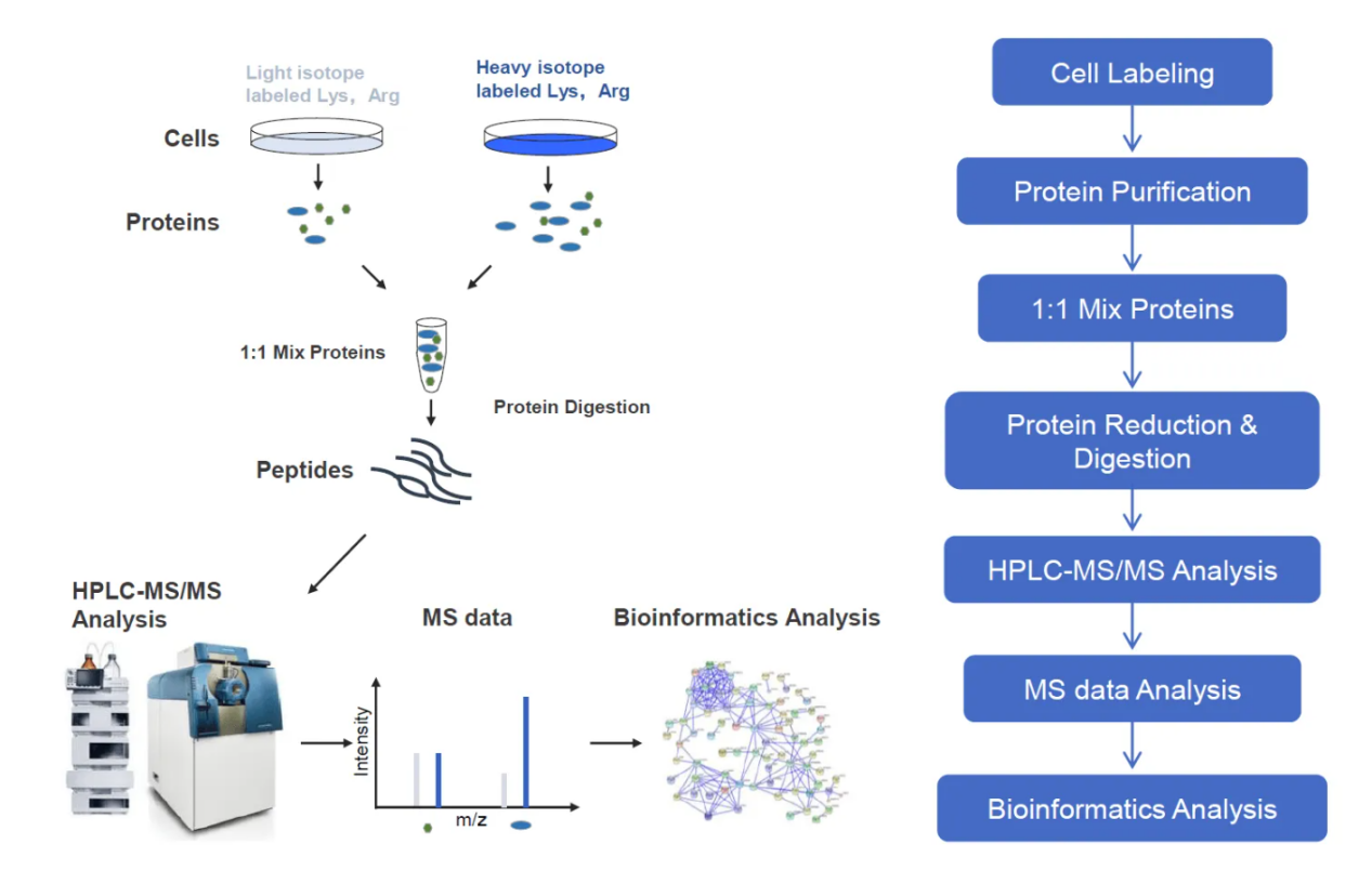 silac-based-quantitative-proteomics-analysis-service1