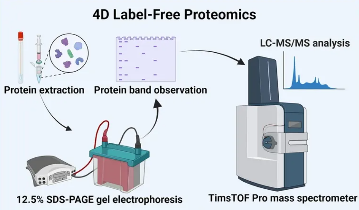 4d-label-free-quantitative-proteomics-analysis-service1