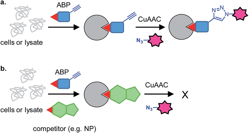 competitive-activity-based-protein-profiling-abpp-service-1