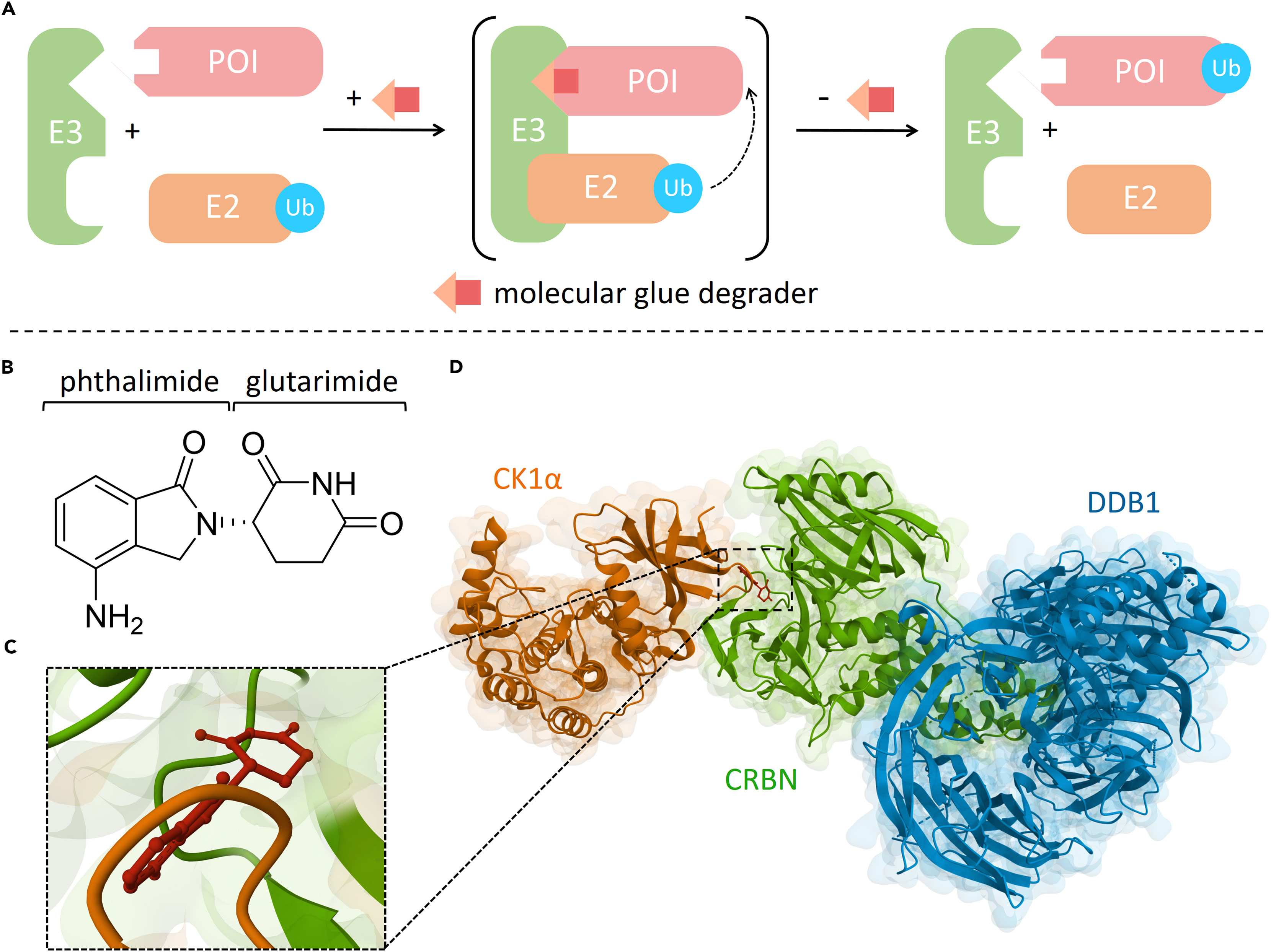 target-validation-and-off-target-analysis-service-molecular-glue-1
