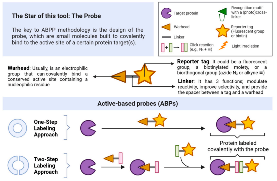 activity-based-protein-profiling-abpp-service-1