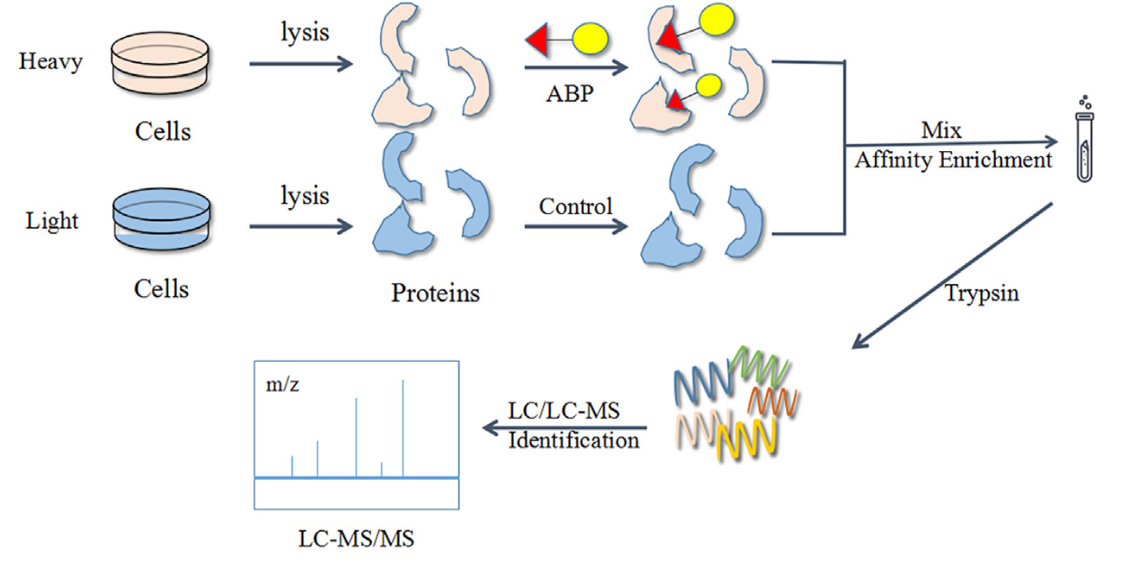 activity-based-protein-profiling-abpp-service-2