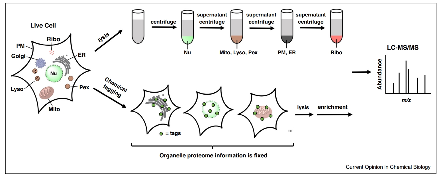 subcellular-proteomics-solutions2.jpg
