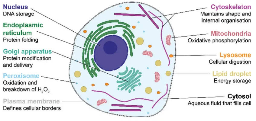 subcellular-proteomics-solutions1.png