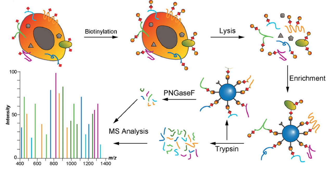cell-surface-proteomics-service1