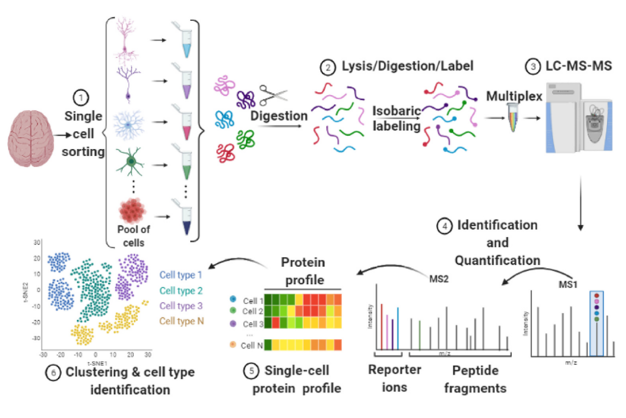 single-cell-proteomics-analysis-service1
