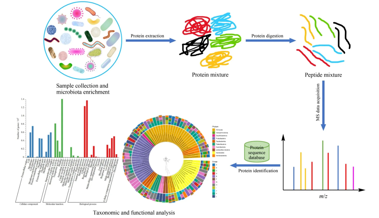 4d-lfq-metaproteomics-service1