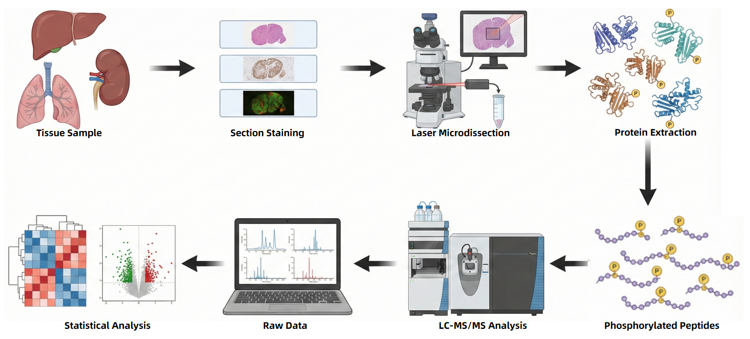 2001947270205992960-spatial-phosphoproteomics-service2.PNG