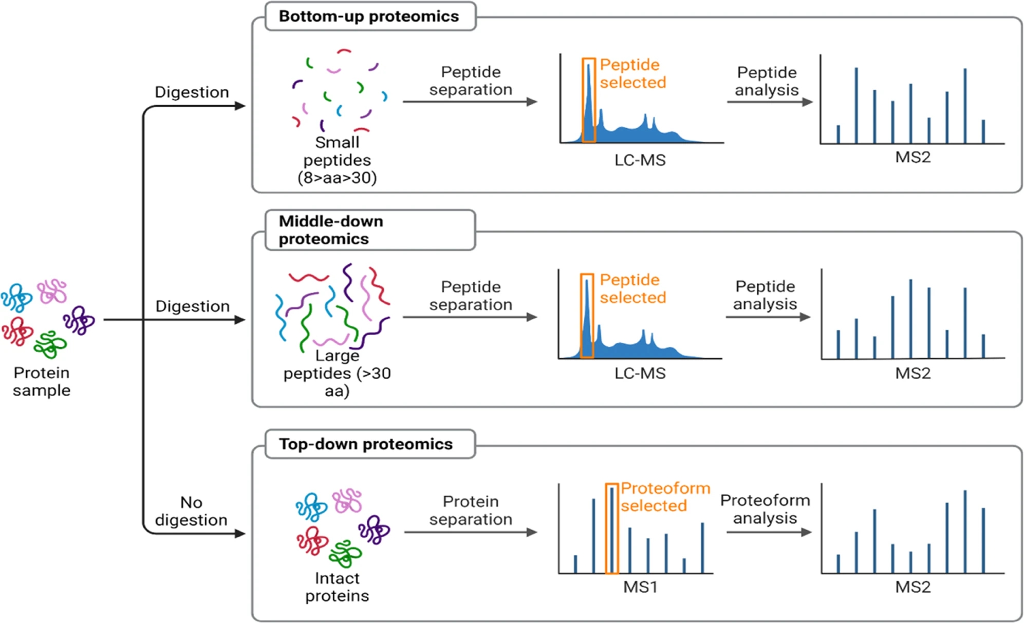 2001584450729734144-plant-proteomics-analysis-strategies1.jpg