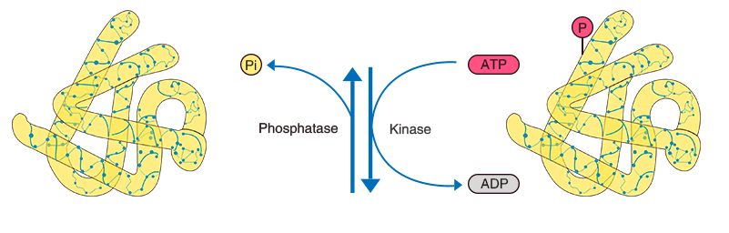 1967873090029998080-protein-phosphorylation-analysis-service1.png