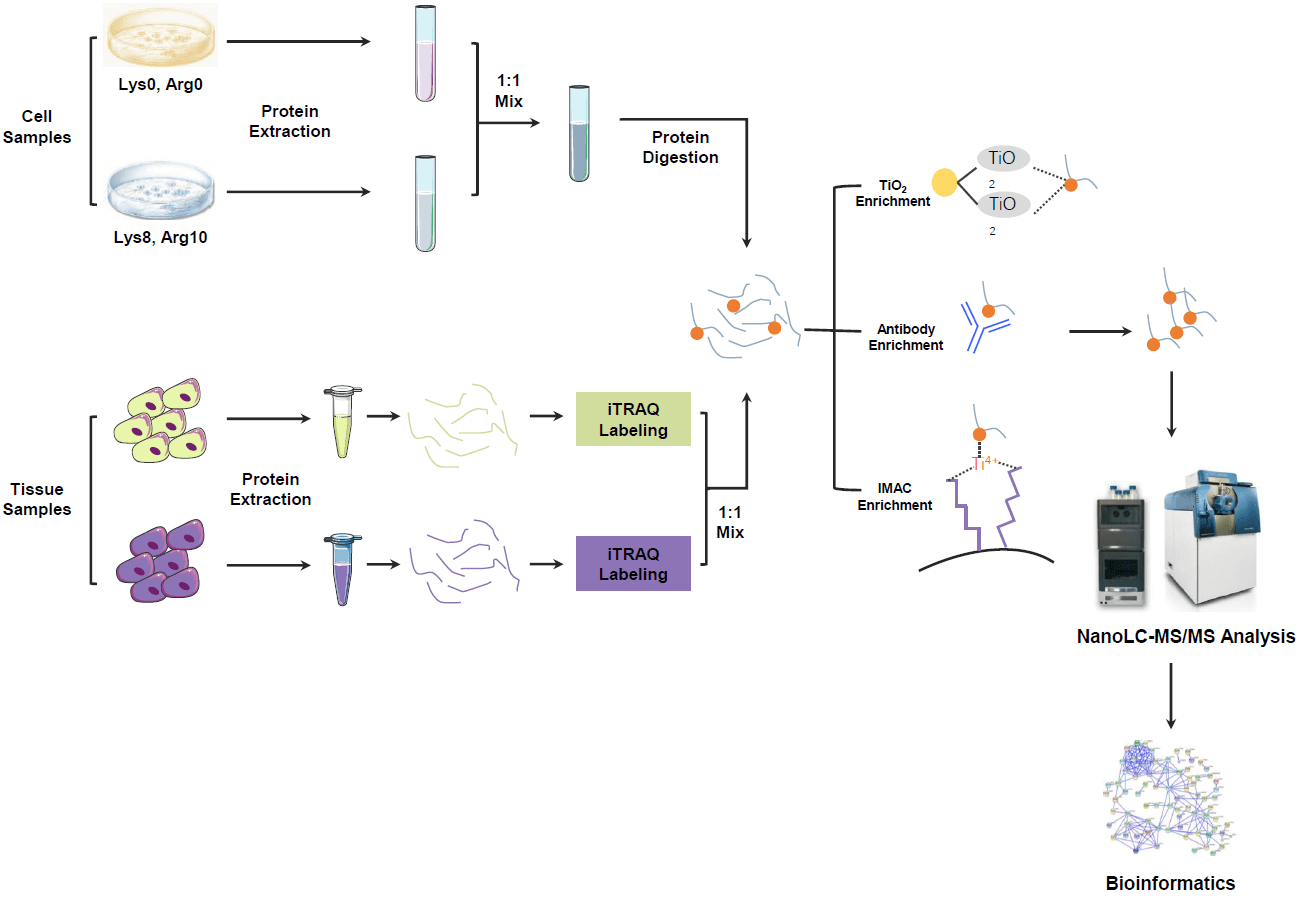 1967873597402370048-protein-phosphorylation-analysis-service2.png