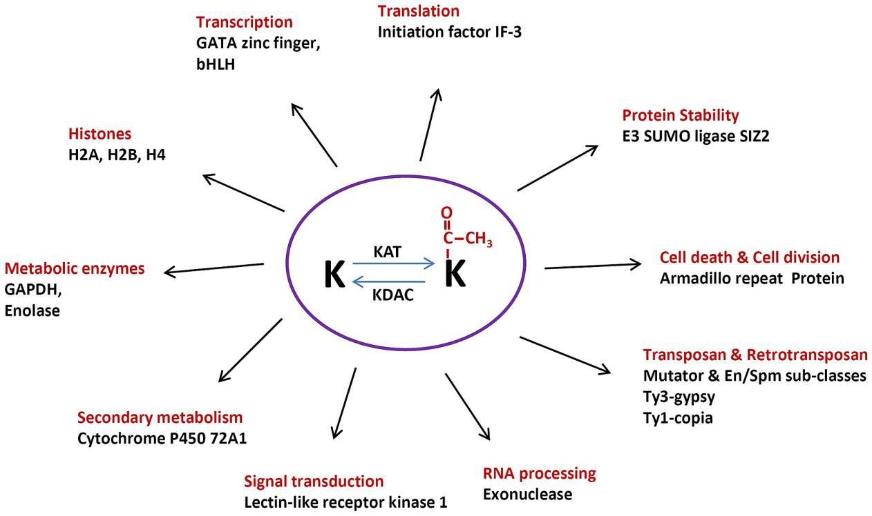 1967874698704965632-protein-acetylation-analysis-service1.png