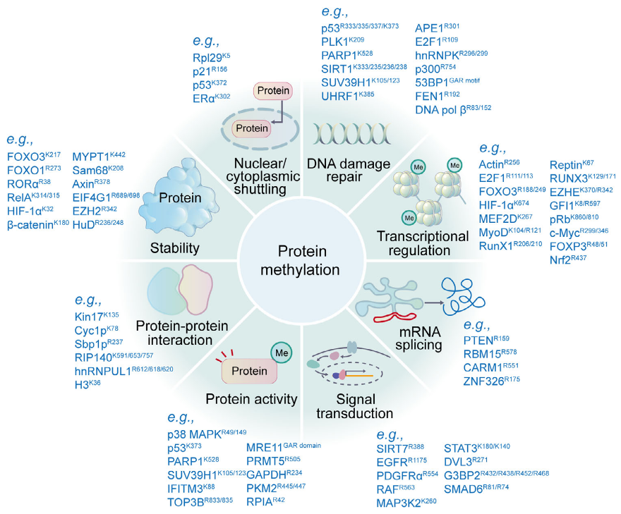 1967876491530850304-protein-methylation-analysis-service1.png