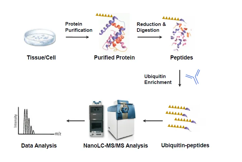 1967881073917022208-protein-ubiquitination-analysis-service2.png