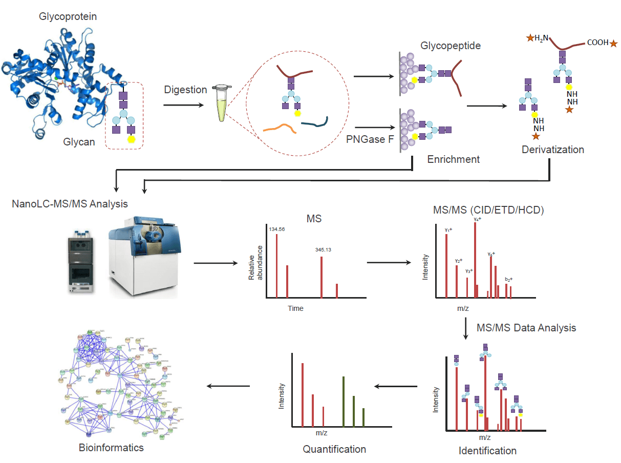 1968144505799036928-protein-glycosylation-analysis-service2.png