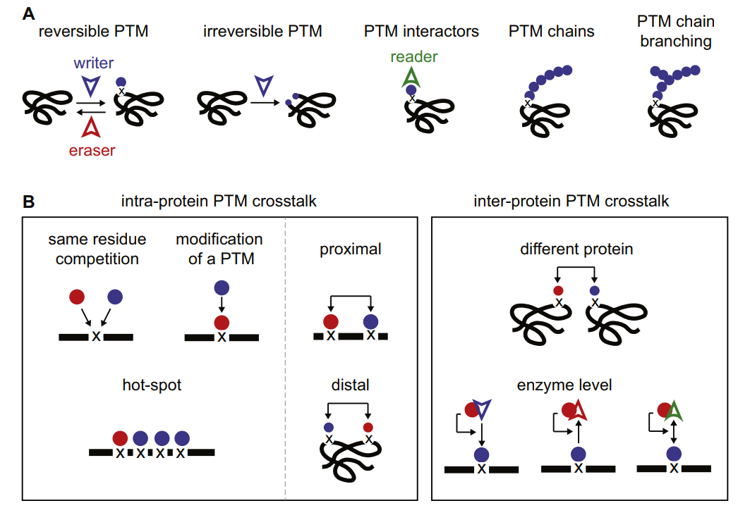 1967844964273082368-post-translational-modification-crosstalk-prediction-service1.PNG