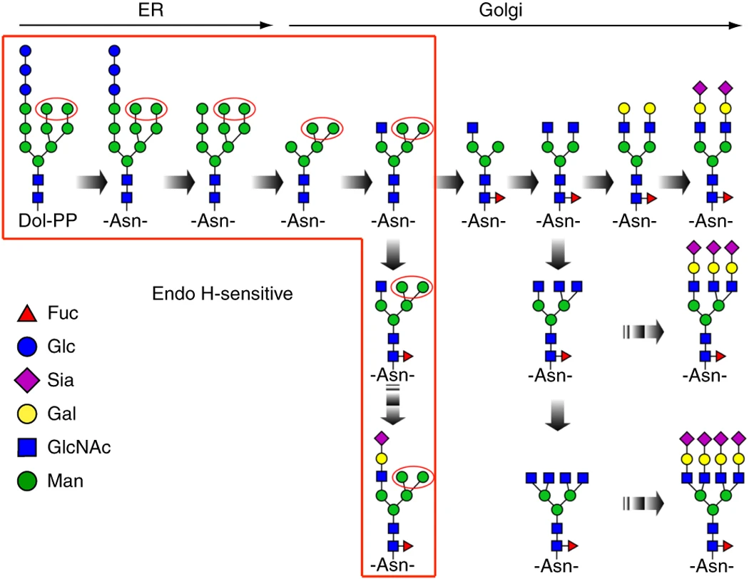1968130594290913280-protein-n-glycosylation-profiling-service1.webp