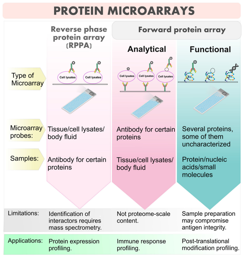 1968204204523245568-protein-microarray-based-ptm-analysis-service1.PNG