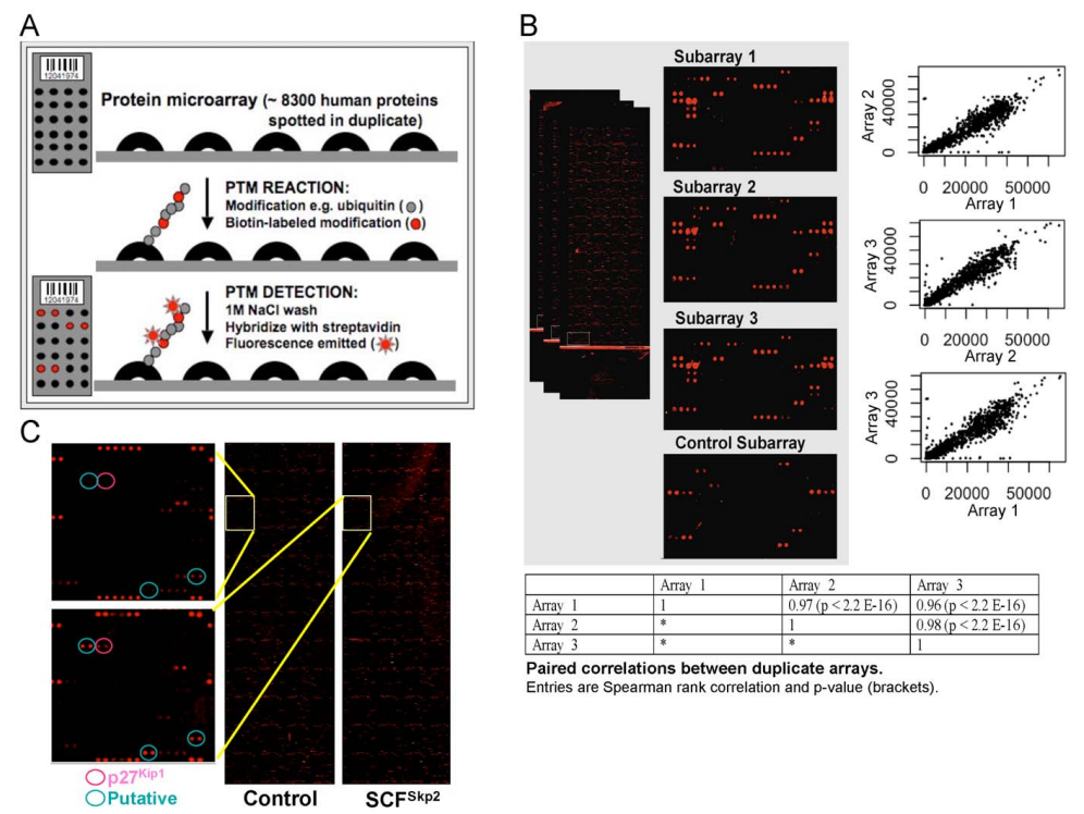 1968205111843475456-protein-microarray-based-ptm-analysis-service2.PNG