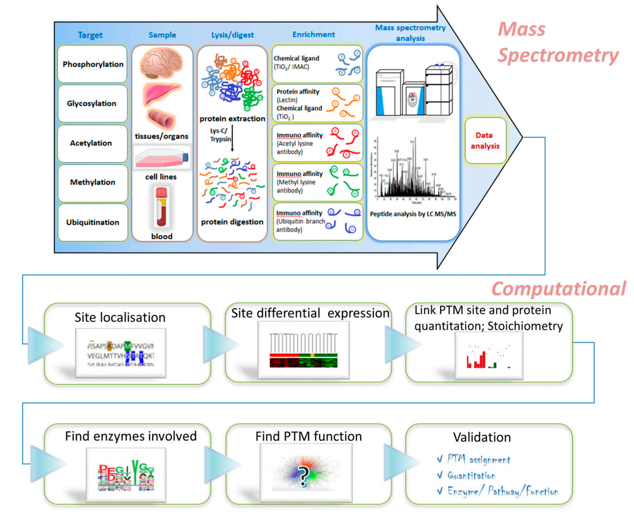 1968211228921286656-protein-post-translational-modification-bioinformatics-analysis-service1.PNG