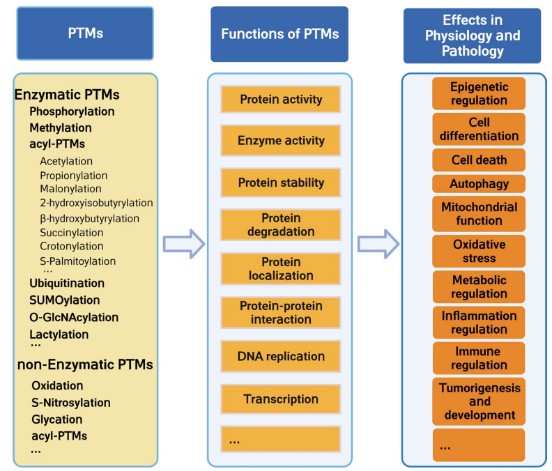 1968495958250082304-post-translational-modifications-in-biological-research1.PNG