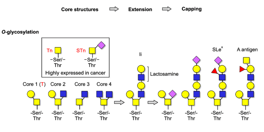 1968612605715664896-protein-o-glycosylation-profiling-service1.png