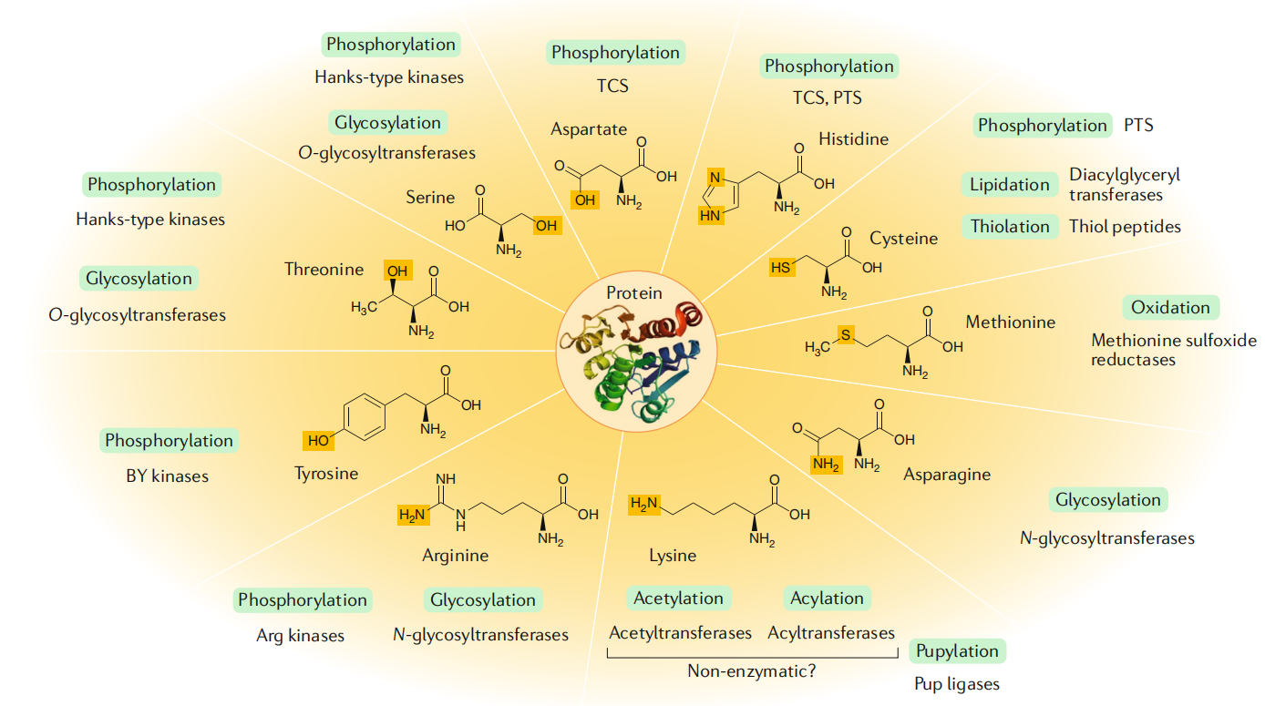 1968864784317796352-post-translational-modifications-in-bacteria1.PNG