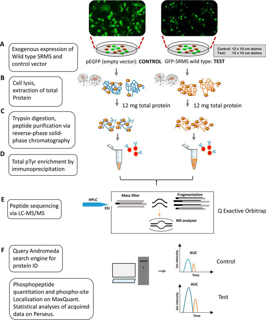 1968945604403515392-tyrosine-phosphoproteomics-service1.jpg