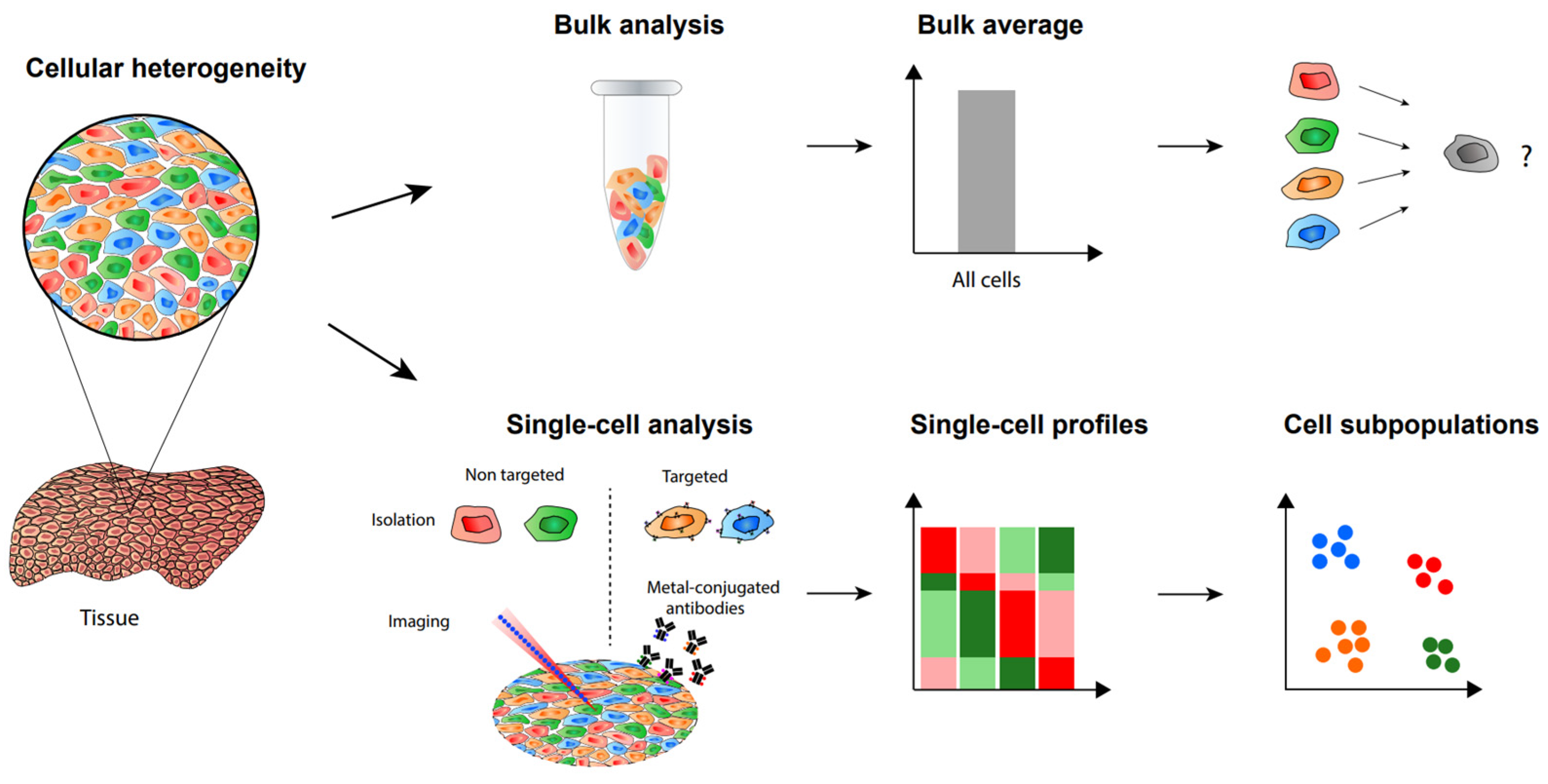 1968948270546407424-single-cell-phosphoproteomics-service1.png
