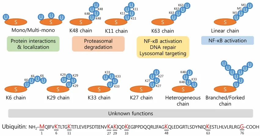 1968949825316179968-ubiquitin-proteomics-service1.jpg
