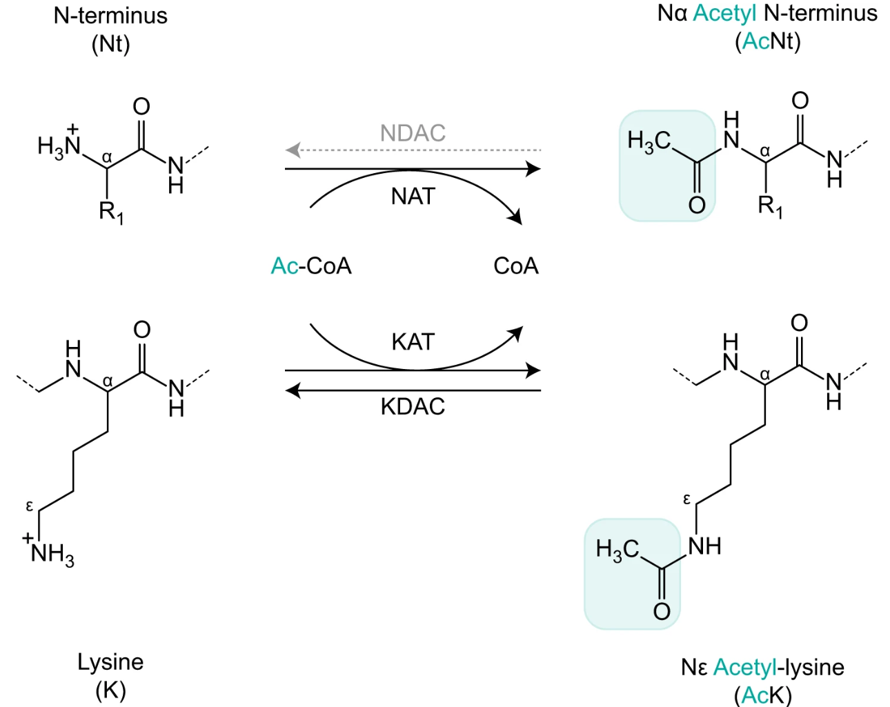 n-acetylation-analysis-service1