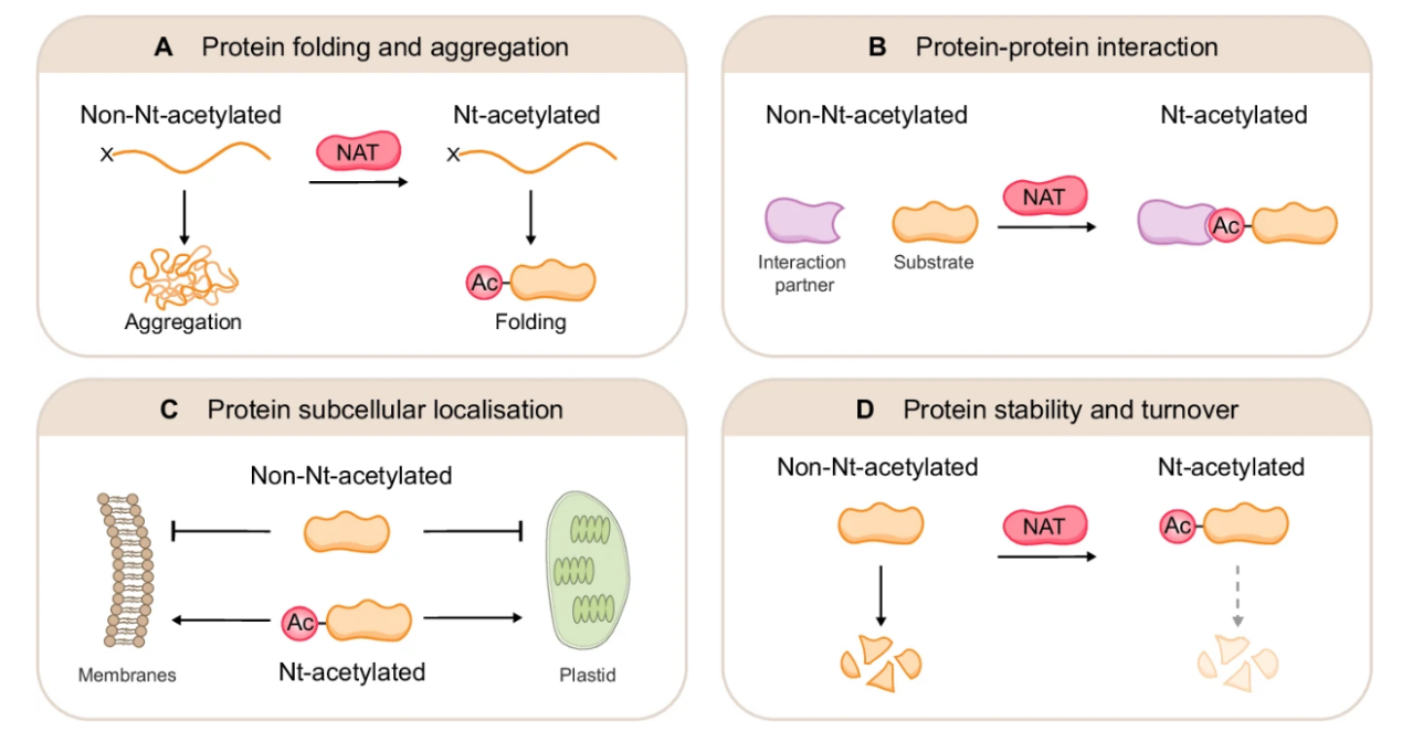 n-acetylation-analysis-service2