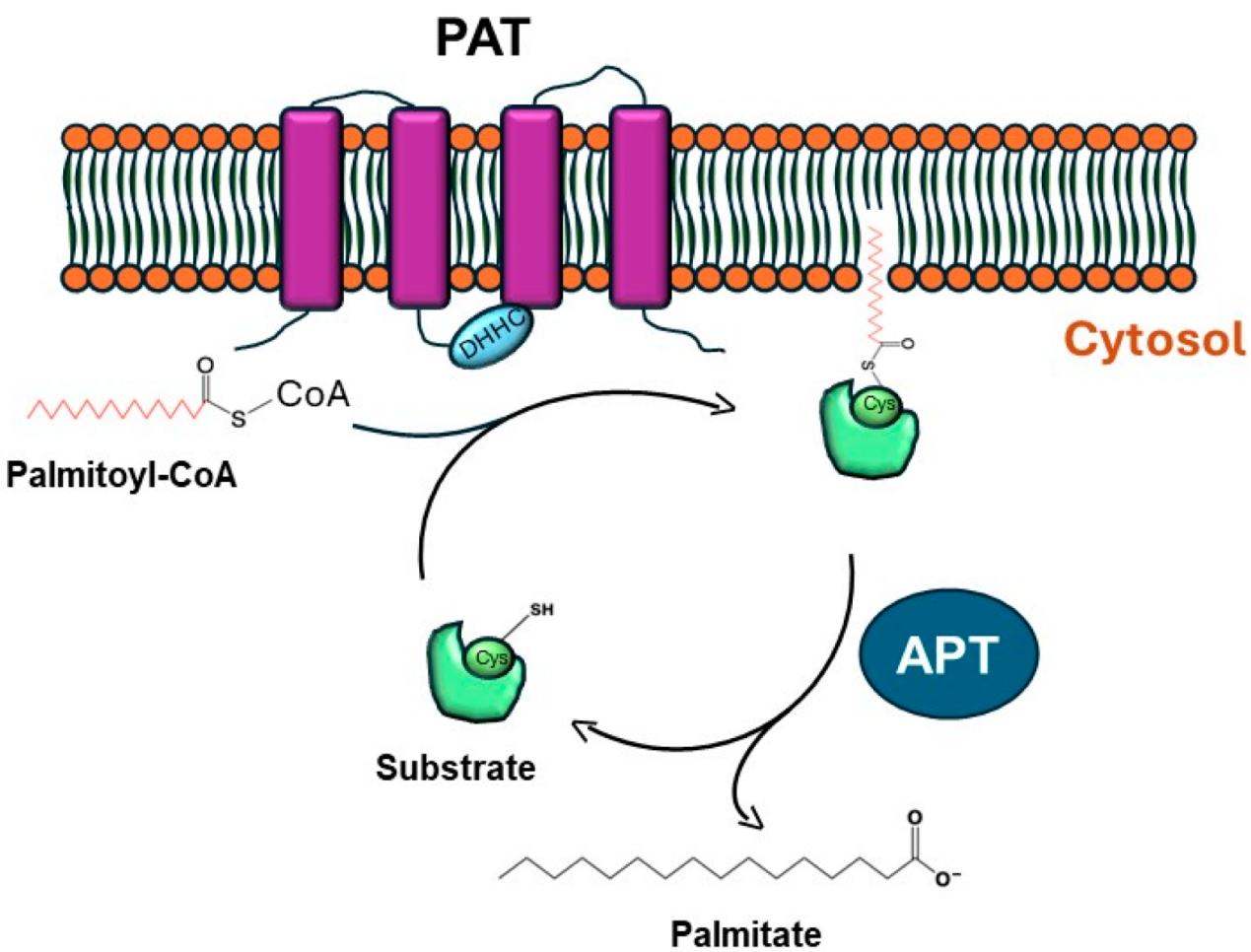 s-palmitoylation-analysis-service1