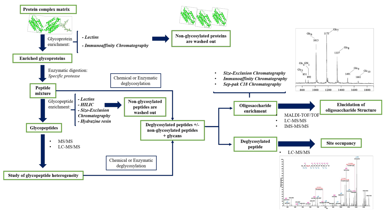 1970004885127155712-protein-drug-glycosylation-analysis-service2.PNG