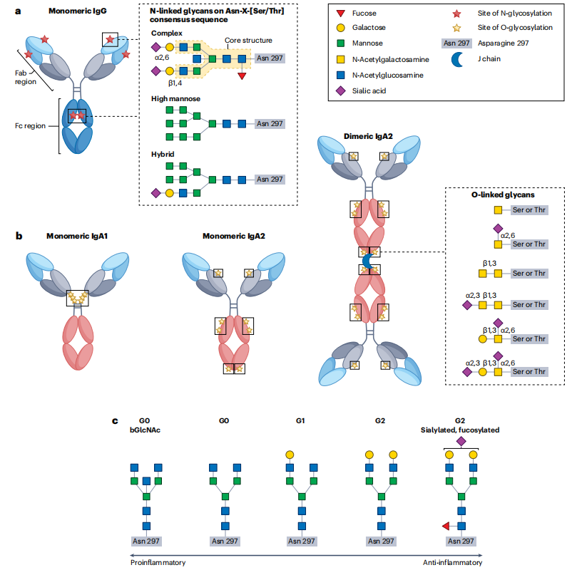 1970052192853938176-antibody-glycosylation-analysis-service1.PNG
