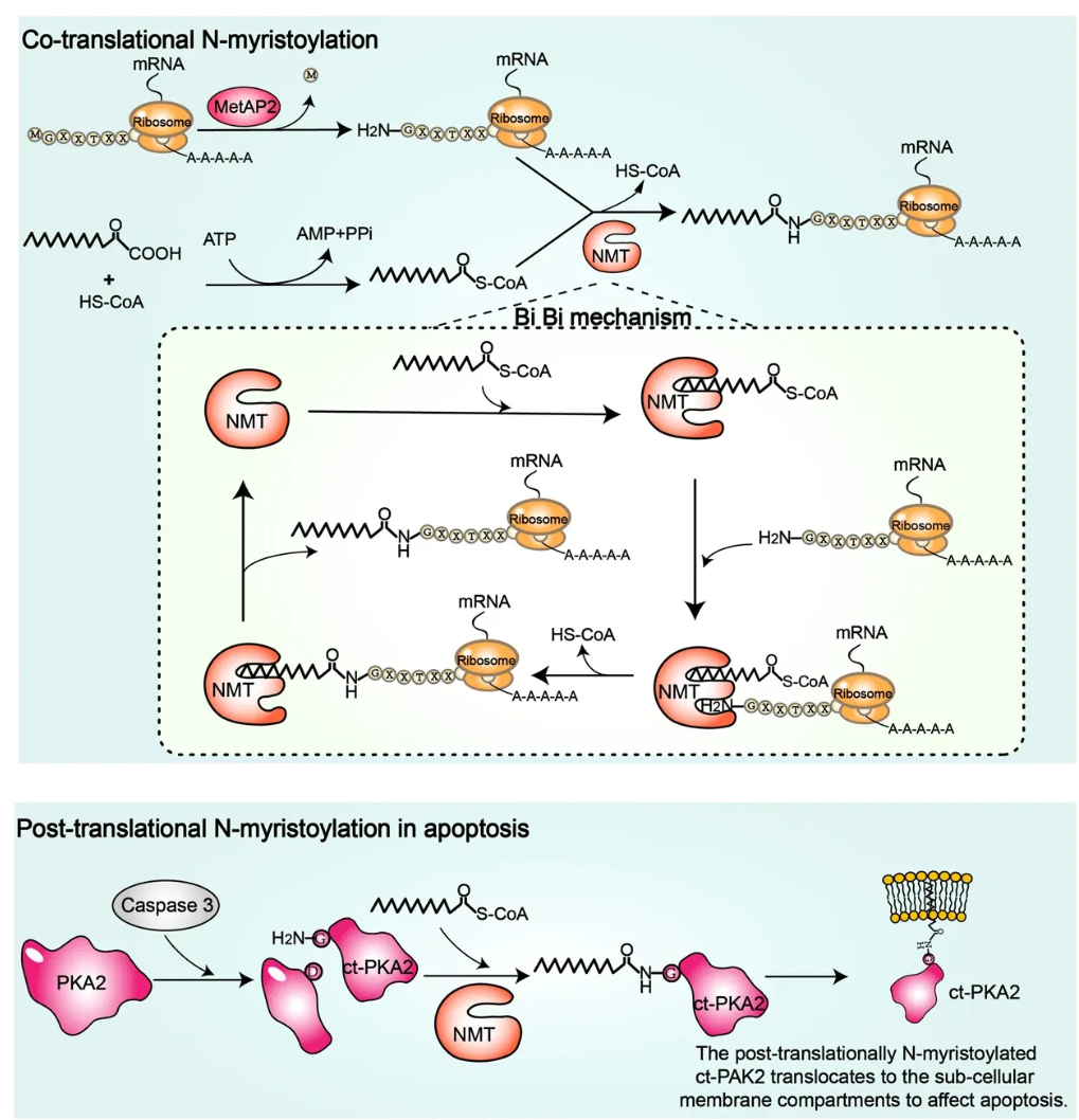 n-myristoylation-analysis-service1