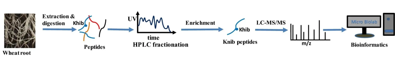 2-hydroxyisobutyrylation-analysis-service1