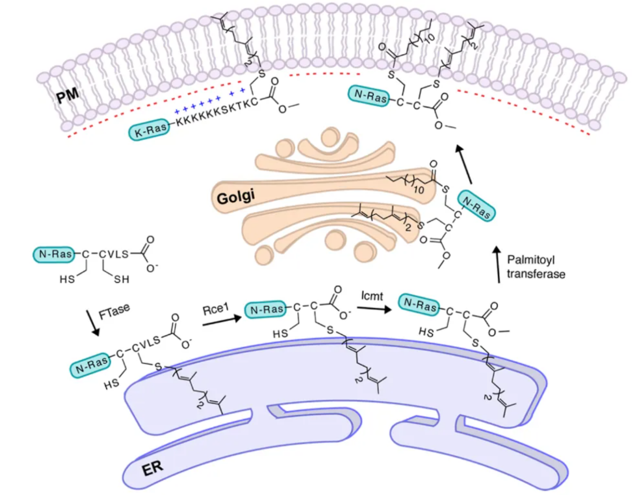 s-prenylation-analysis-service1