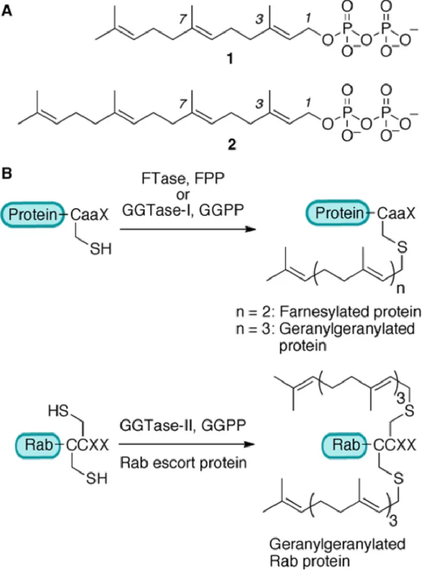 prenylation-analysis-service1