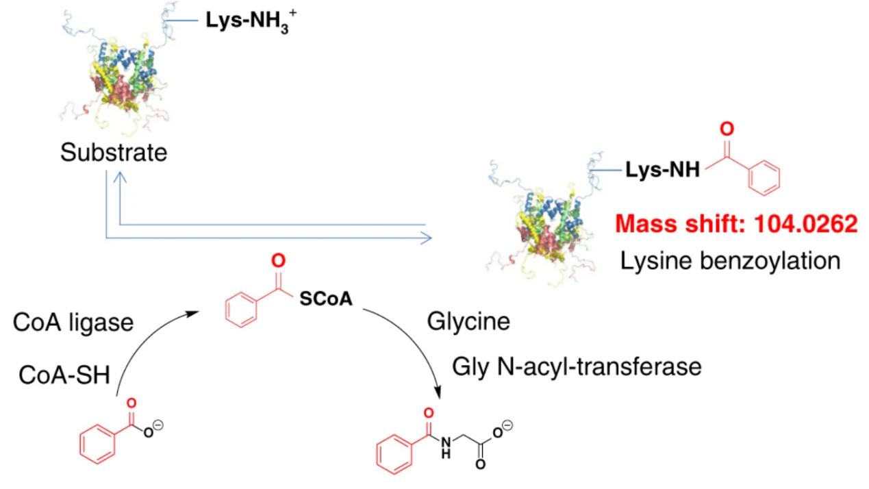 benzoylation-analysis-service1