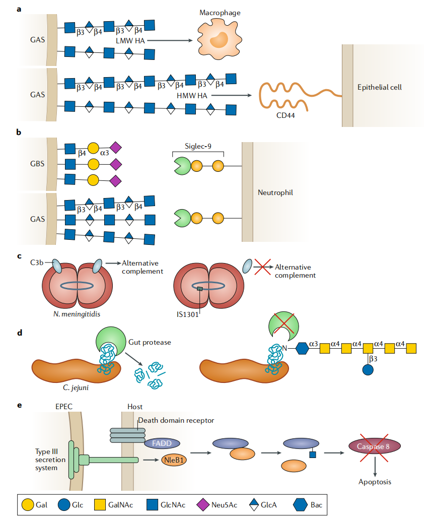 1970414804896698368-bacteria-glycosylate-analysis-service1.PNG