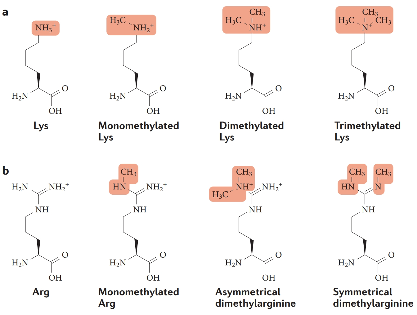 1971089422250790912-methylation-proteomics-service1.png