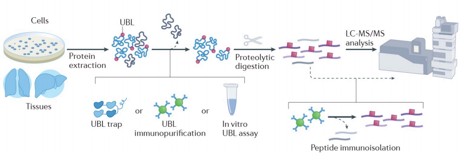 1971135290538577920-ubiquitin-like-modifications-analysis-service2.PNG