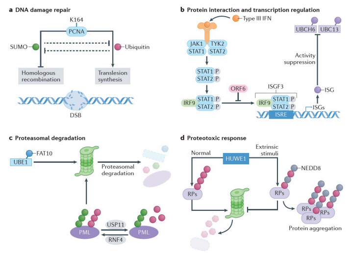 1971135974482759680-ubiquitin-like-modifications-analysis-service1.PNG