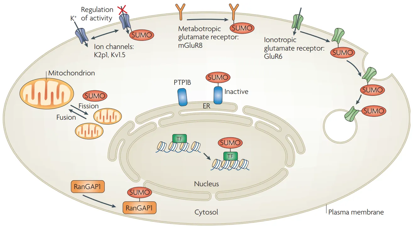 1971139967716020224-ubiquitin-like-modifications-analysis-service3.png