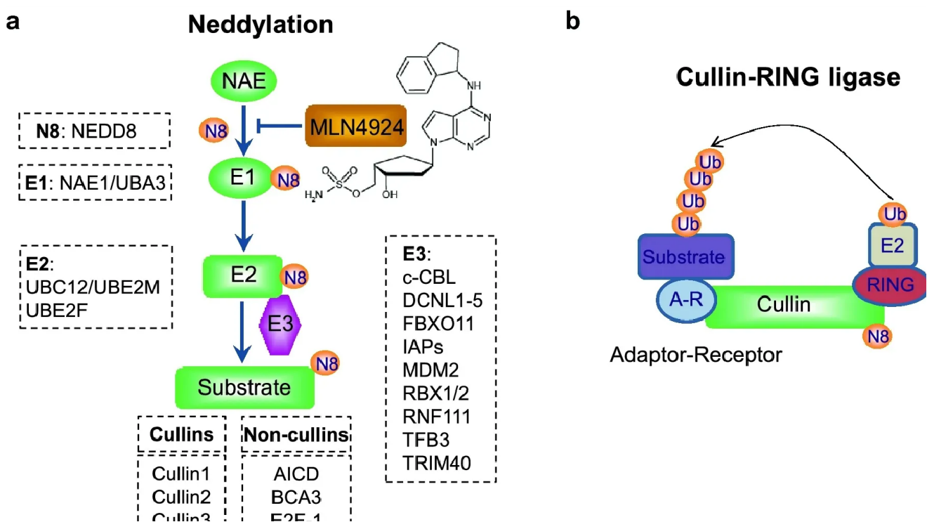 1971147566813401088-ubiquitin-like-modifications-analysis-service4.png