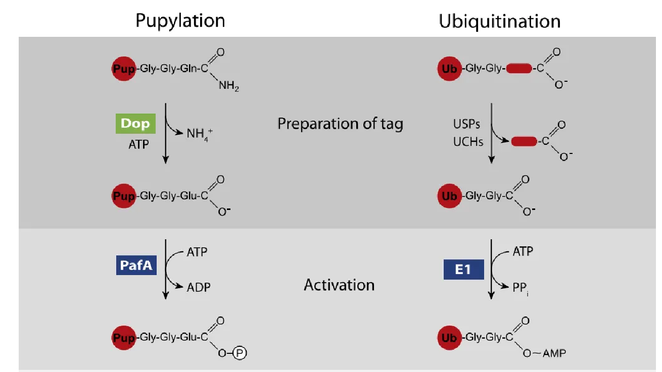 1971147604918652928-ubiquitin-like-modifications-analysis-service5.png