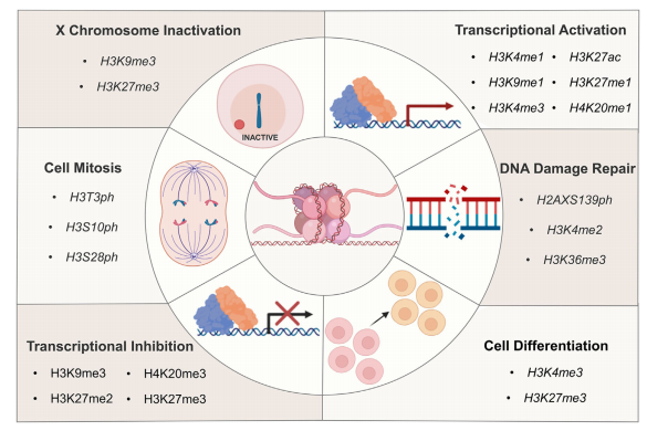 1969991481809293312-histone-post-translational-modification-identification-service1.PNG