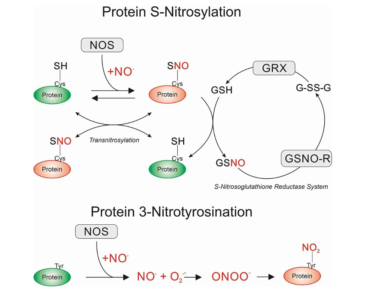 nitrosylation-analysis-service1